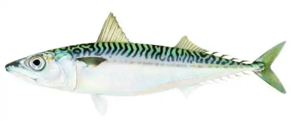 HEALTH ALERT!!! See The Poisonous Fish Killing People In Nigeria Now (MUST READ)